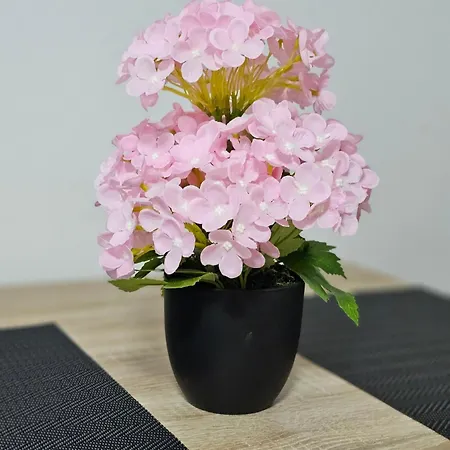 Dana Gæstehus Aranđelovac